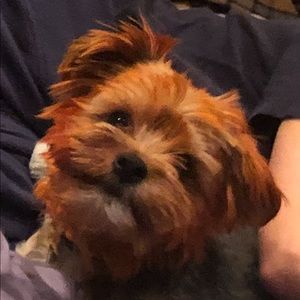 Meet your Posher, Zander